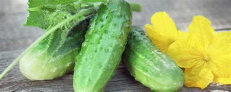 如何种好黄瓜？分享4个小技巧，轻松种出高产又好吃的黄瓜