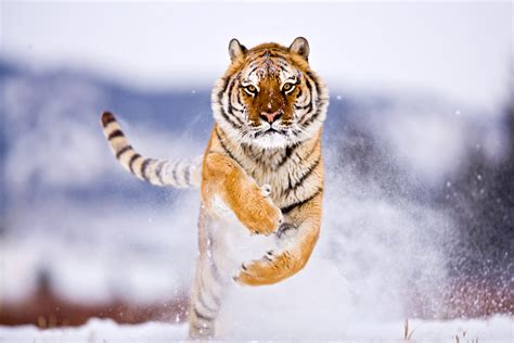 科学网—雪豹可能是我国野生种群规模最大的大型猫科动物 - 赵建民的博文