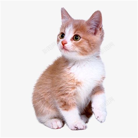 可爱小猫咪png图片免费下载-素材7mikVUVea-新图网