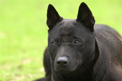 一只黑狗躺在草地上高清图片下载-正版图片320292306-摄图网