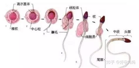 射精图图片