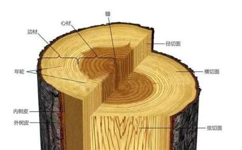 木材种类有哪些？木材种类价格是多少？装一网木材种类介绍 - 材料 - 装一网