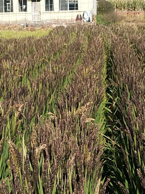 南方水稻的熟制 - 农敢网