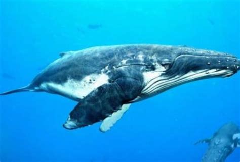 世界体型最大的十种鲸鱼，座头鲸上榜，第一是体积最大的动物_排行榜123网