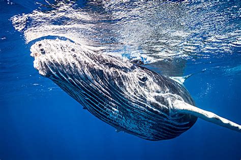 驼背鲸野生动物 高清摄影大图-千库网