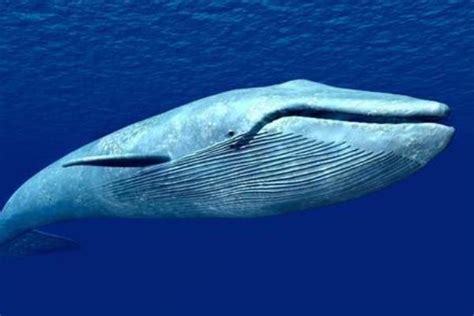 蓝鲸:世界上现存体型最大的动物(相当于非洲象的三十倍)_小狼观天下