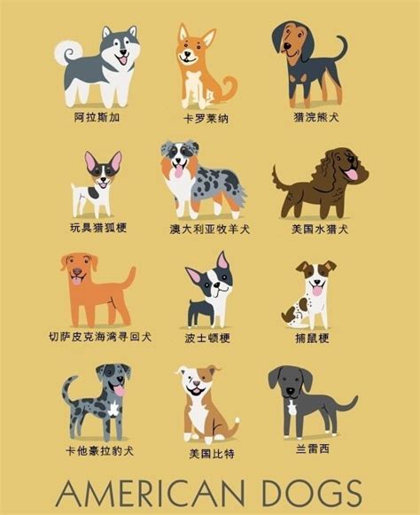 世界十大名犬排行榜图片大全加名字，世界名犬智商排名前100图(8)