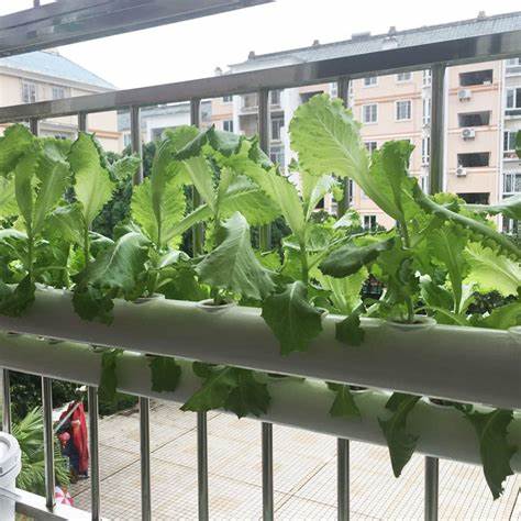 阳台塑料瓶水培蔬菜