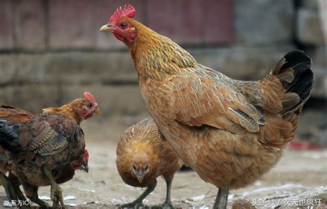 鸡的寿命究竟多长要是不吃一直养，最后的结果会是什么|寿命|母鸡|家养_新浪新闻