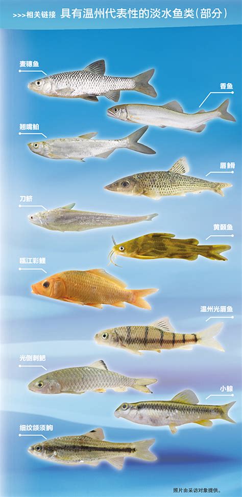 淡水野生鱼品种大全 淡水热带鱼品种大全_金鱼 - 养宠客