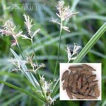 香附的图片