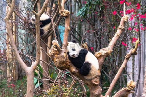 大熊猫一般住在哪