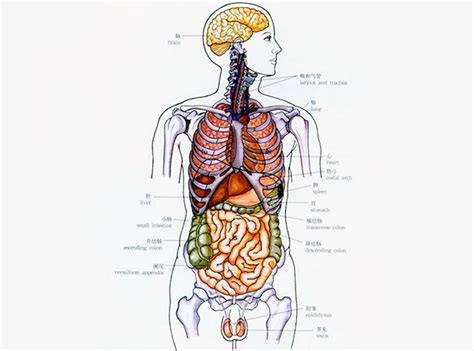 人体器官分布图简图-人体器官分布图简图,人体,器官,分布图,简图 - 早旭阅读