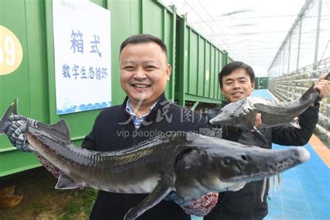 安徽太和：发展鱼菜种养做大生态循环经济-人民图片网