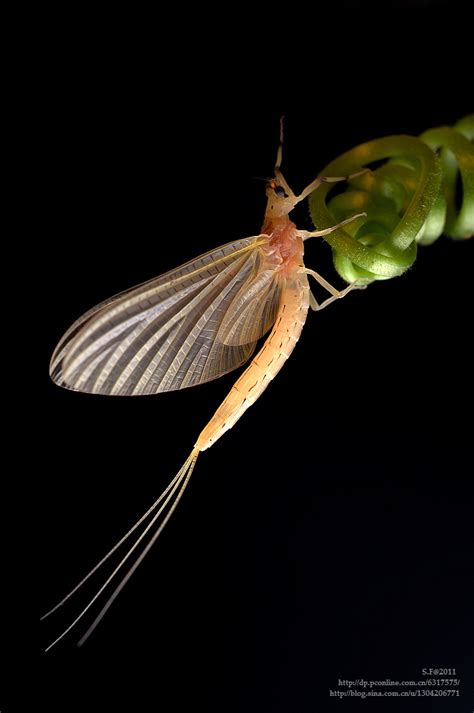 蜉蝣的羽化-昆虫-图片