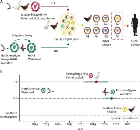 首例人感染H3N8亚型禽流感病毒溯源、流行病学及演化研究 - 微生物安全与健康网