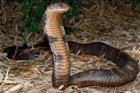 全球最毒的十大毒蛇排行榜-贝尔彻海蛇上榜(毒性是眼镜王蛇200倍)-排行榜123网