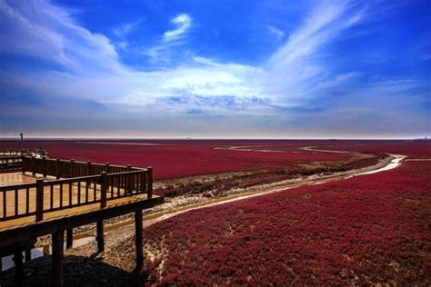 盘锦红海滩位于辽宁省盘锦市大洼区赵圈河镇境内