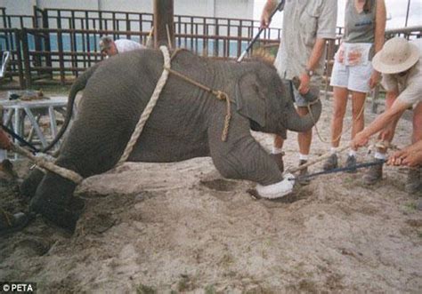 求求大家救救河南被虐待的小象莫莉：吃干草、睡粪堆、带刺圈、挨打挨饿，精神创伤..._大象_表演_动物园