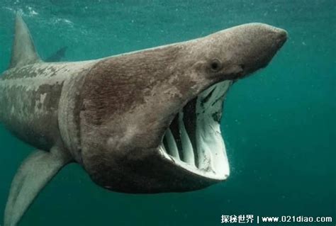 巨口鲨：神秘又温柔的“深海大嘴怪鱼”_海底世界(湖南)有限公司 | 大型海洋科普教育馆 | 湖南广播电视台的影视拍摄基地