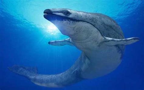鲸的祖先来自陆地？科学家发现了远古的四足鲸_凤凰网科技_凤凰网