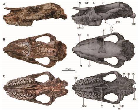 桑氏大唇犀----中国科学院古脊椎动物与古人类研究所