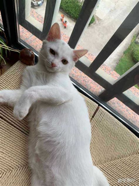 【纯白色的猫品种】【图】纯白色的猫品种了解 3种白色可爱猫猫资料(2)_伊秀宠物|yxlady.com