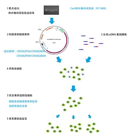 纳米抗体和CAR基因快速筛选技术平台 – 杭州荣谷生物科技有限公司
