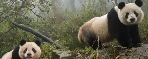 野生大熊猫的战斗力-平源百科