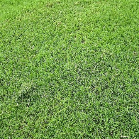 台湾青草坪多少钱一平方 矮生耐践踏的草-长景园林网