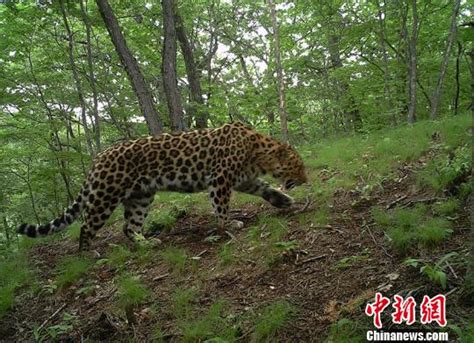 丛林中的美洲豹高清图片下载-正版图片600726322-摄图网