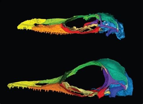 科学家在缅甸琥珀中发现奇怪蜥蜴，此前被误归为世界上最小恐龙 - 知乎