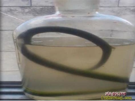实拍：广西岑溪人专业泡蛇酒制作过程！【带视频】_蛇酒_毒蛇网