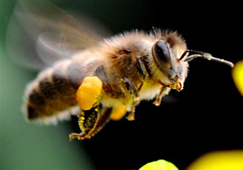 蜜蜂的身体详细结构图片,蜜蜂的图介绍,蜜蜂箱尺寸和图片_大山谷图库