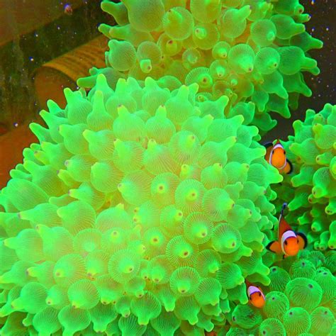 奶嘴海葵图片欣赏-海友网