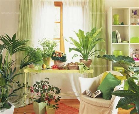 客厅最适合摆放什么植物 - 装修保障网