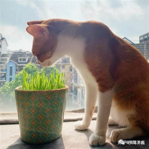 【摄影】猫连吃草都这么有仪式感|摄影|产品|阿娇和胡桃 - 原创作品 - 站酷 (ZCOOL)