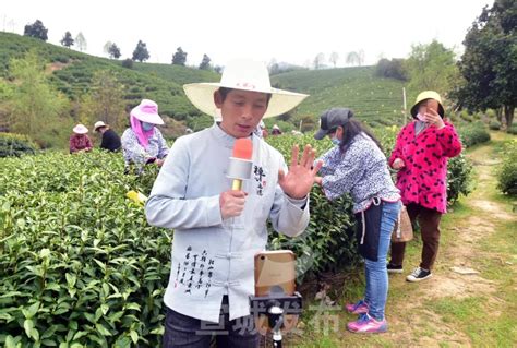 云南茶叶有哪几种_云南产出的茶叶有哪些品种- 茶文化网