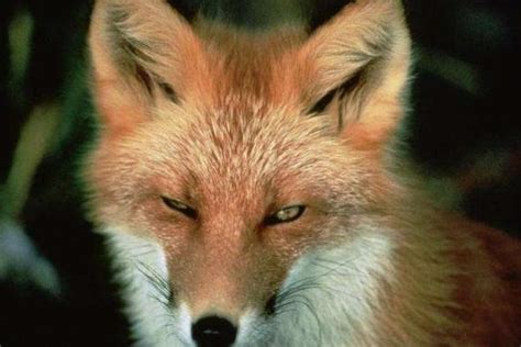 vulpes是最大的真正的狐狸高清图片下载-正版图片504306594-摄图网