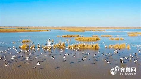 山东东营：黄河三角洲湿地候鸟翔集|界面新闻 · 中国