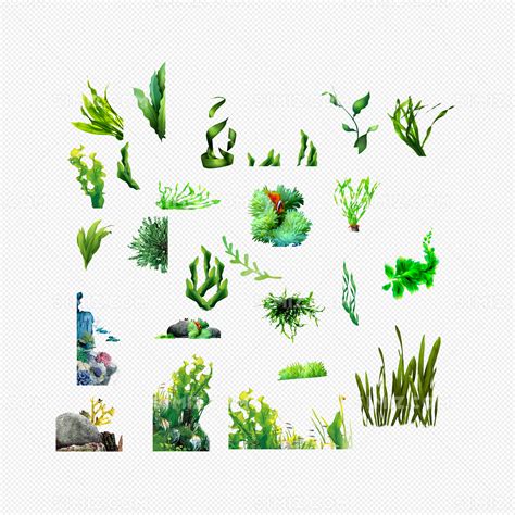海藻图片