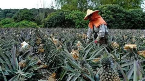 如何看台湾菠萝降价竞争销往日本? - 知乎