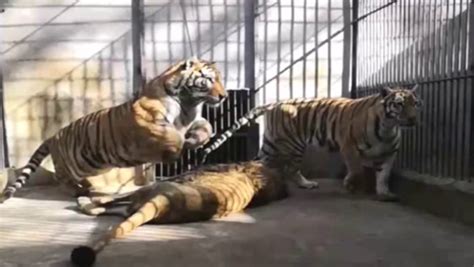 老虎和雄狮关在一个笼子, 到底谁更强, 精彩一幕开始了视频_新视网