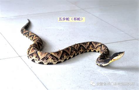 安徽常见的蛇图片,安徽农村常见的蛇类,安徽地区蛇类图片_大山谷图库