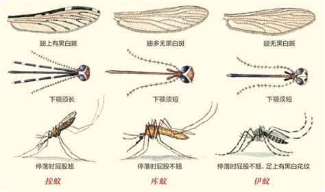 [科学网]鳞翅目昆虫通过嗅觉与被子植物协同进化-中国农业科学院植物保护研究所