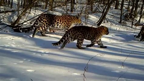 东北虎豹国家公园正式设立 试点期间野生东北虎、豹数量已增长到50只和60只-中国吉林网