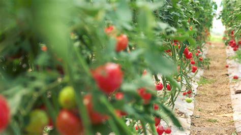 夏季阳台盆栽小番茄，用上简单几招，一颗能挂上百个小番茄__财经头条