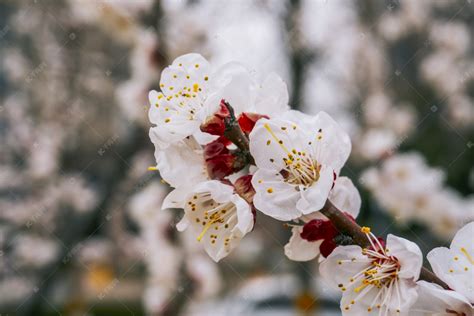 暖春桃花盛开四月花季摄影图配图高清摄影大图-千库网