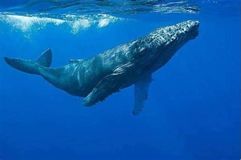 鲸鱼在野外是如何自然死亡的？是筋疲力尽淹死，还是平静的老死？_凤凰网科技_凤凰网