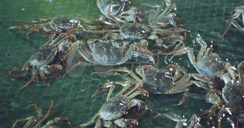 螃蟹死了多久不能吃？如何鉴别死蟹和活蟹？ - 惠农网